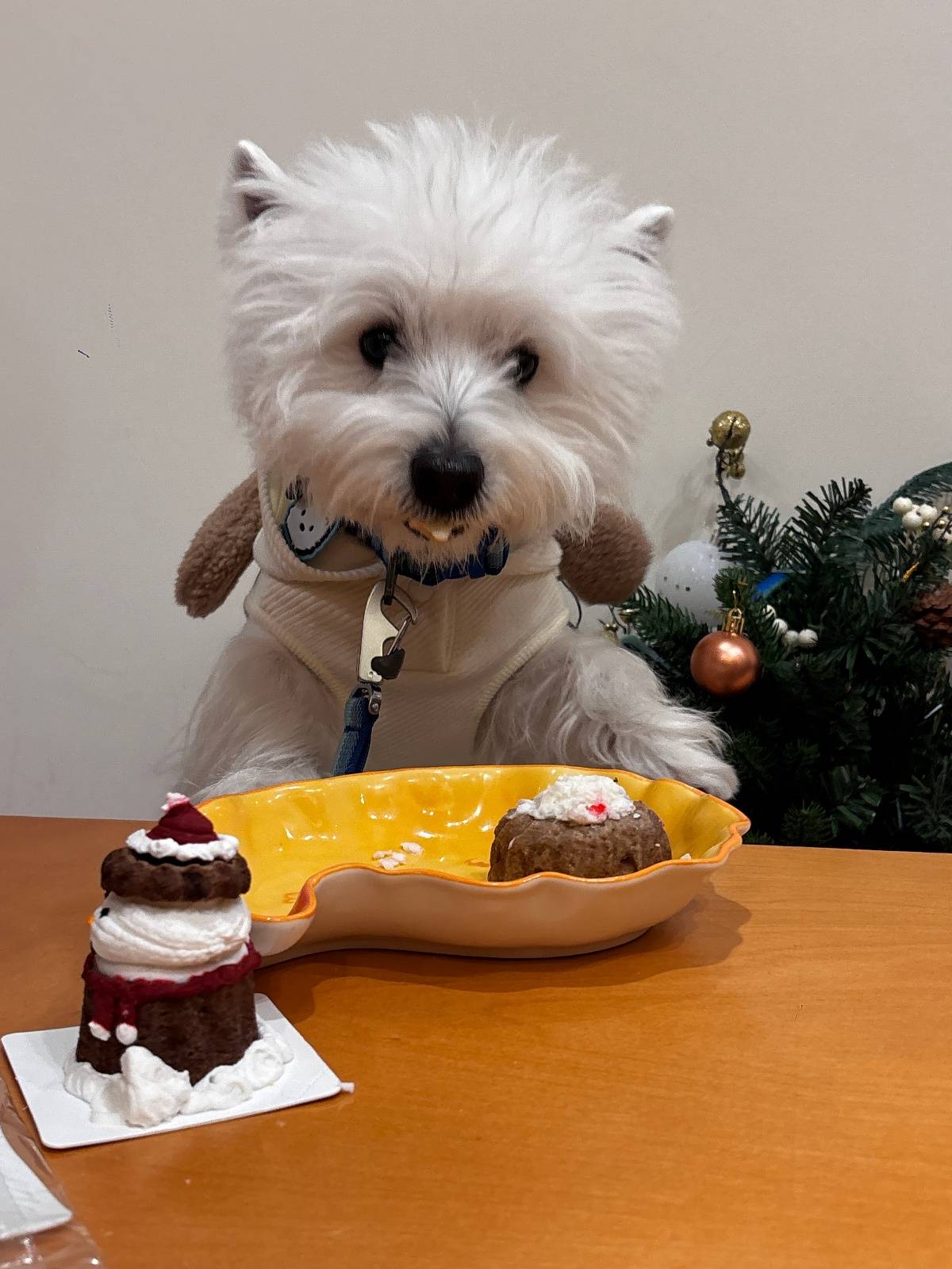 餐”：按狗狗的体重收费多种宠物鲜食和蛋糕不限量CQ9电子有限公司武汉一宠物餐厅推