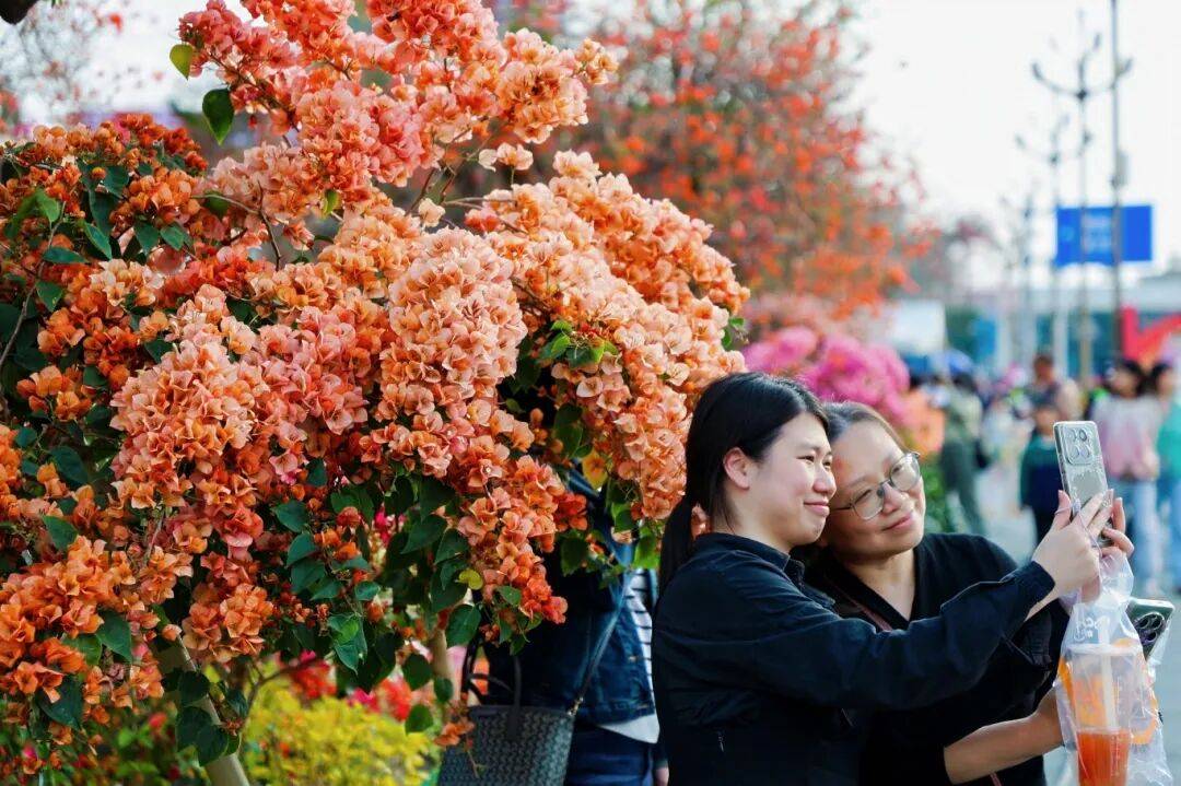 夸张！陈村花市9次上央视！